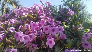 Image result for Mansoa difficilis