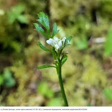 Image result for Cardamine obliqua