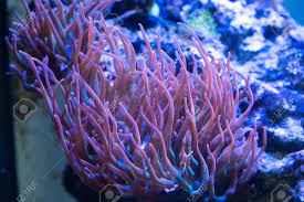 Generally, bubble tip anemones from fiji and tonga are shaded in soft browns, tans, or maroon, though an occasional green specimen is found. Rainbow Bubble Tip Anemone Stock Photo Picture And Royalty Free Image Image 110840930