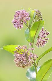 Common Milkweed One Of The Biggest Factors In Monarch Decline Is The Increasing Scarcity Of Its Only Caterpil Unusual Flowers Beautiful Flowers Flower Pictures