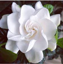 Gardenia Flower Gardenia Gardenia Bouquet Red Gardenia Wholesale Fresh Flowers Flowers Wholesale Flowers