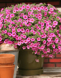 Image result for foto Million Bells