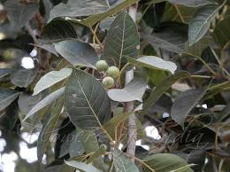 Image result for Ficus virens