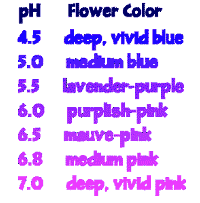 Pin On My Purple Dream Garden