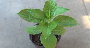 Hydrangeas have such big leaves that they can suffer if set out during hot weather. Why Are My Hydrangea Leaves So Small And How To Fix It Plant2harvest