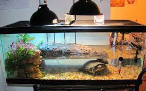 Aquatic Turtle Google Search Tortue Animaux Aqua
