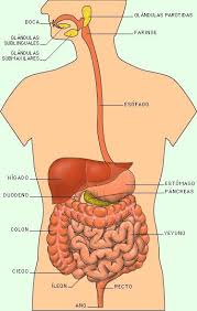 Resultado de imagen para cuerpo humano