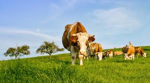Film de prezentare al unei ferme de vaci lapte. Ce Trebuie SÄ Ètii Inainte De A Investi Intr O FermÄ EcologicÄ De Vaci