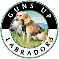 En hoewel we geen standpunt over geweren hebben. Guns Up Labradors Field Tested Hunter Approved