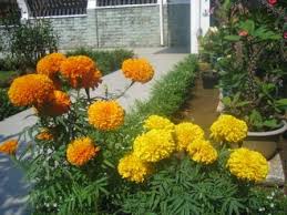 We did not find results for: Marigold Bunga Mitir Yang Menjadi Saksi Betapa Indahnya Hari Nimadesriandani
