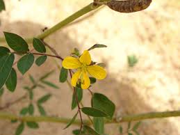 Image result for Senna occidentalis