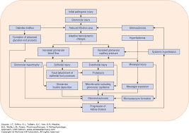 Chronic Kidney Disease Pharmacotherapy A Pathophysiologic