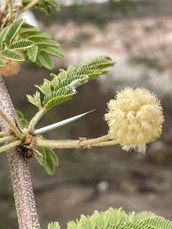 Image result for Acacia kirkii