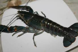 Seperti di sungai dan danau. Panduan Lengkap Budidaya Lobster Di Air Tawar Pak Tani Digital