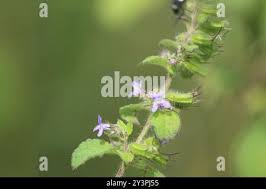 Image result for Mesosphaerum