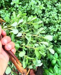 Image result for Portulaca centrali-africana