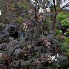 epingle sur jardin inspiration