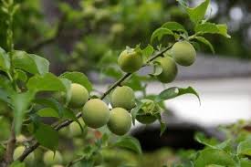 Browse our wide selection of beautiful accent trees, flowering shrubs, perennials & more. Japanese Plum Information How To Grow Satsuma Plums