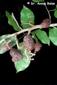 Image result for Hymenaea