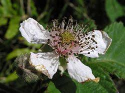 Image result for Rubus runssorensis
