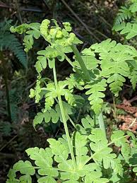 Image result for Histiopteris incisa