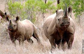 Meet The Guy Who Bid 350 000 To Shoot An Endangered Rhino Endangered Animals Endangered Animals