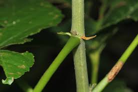 Image result for Dombeya kirkii