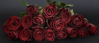 There are 431 wine colored flower for sale on etsy, and they cost $14.75 on average. Photos Roses Dark Red Flower Closeup
