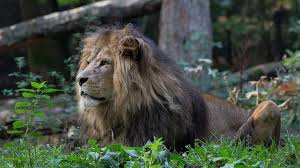 I wish everyone could see it. Thor The Lion Has A Vasectomy In Dutch Zoo Bbc News