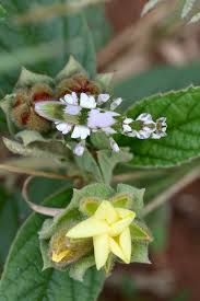Image result for Melhania acuminata