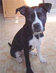 We did not find results for: 79 Boston Terrier Boxer Mix L2sanpiero