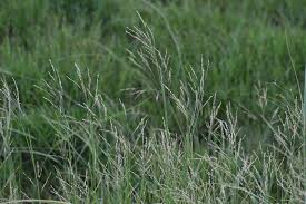 Image result for Panicum repentellum