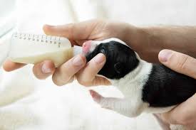Some symptoms to be on the lookout for include lethargy, a loss of appetite, diarrhea, vomiting, dizziness or an increased. How To Take Care Of Newborn Puppies