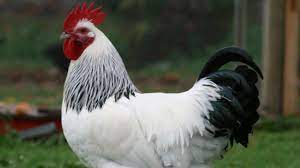 Light sussex chicken for sale. Light Sussex Chickens Attractive Dual Purpose Foragers Youtube