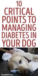 Diabetic dogs do have a higher risk of death from concurrent diseases such as kidney disease, liver this single source protein formula is ideal for dogs sensitive to animal proteins other than chicken. 7 Cooking For Diabetic Dogs Ideas Diabetic Dog Dogs Diabetic Dog Food