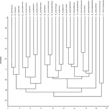 Image result for Stomatanthes africanus