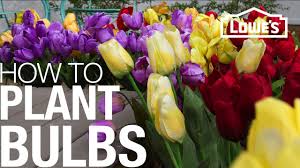 Direct from the dutch grower. How To Plant Bulbs In The Spring Or Fall Youtube