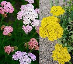 Fernleaf Yarrow Flower Meaning Best Flower Wallpaper
