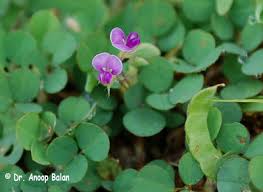 Image result for Grona barbata