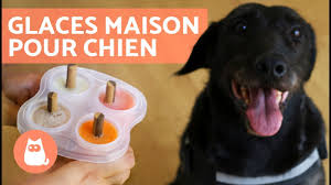Recettes De Glaces Maison Pour Chiens Youtube