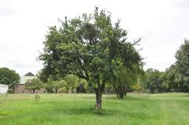 Image result for Gymnosporia pubescens