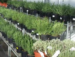 De la chaux en france, la lavande pousse naturellement dans un sol calcaire bien drainé (dérivé du calcaire) et pierreux. Planter Une Lavande