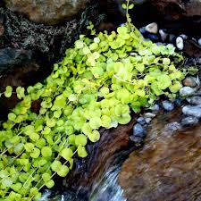 Maybe you would like to learn more about one of these? Buy Golden Creeping Jenny Lysimachia Nummularia Aurea 7 99 Delivery By Crocus