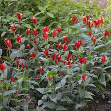 Image result for Spigelia
