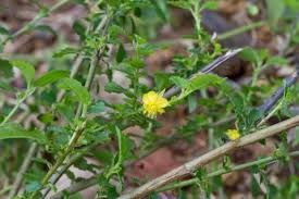 Image result for Corchorus schimperi