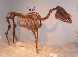 Proximal phalanx long pastern bone, middle phalanx short pastern bone. Fossil Friday Horse Thoracic Vertebrae Valley Of The Mastodon