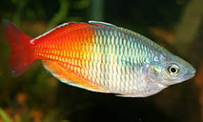 Regenbogenfisch — regenbogenfisch, art der gattung julis … Harlekin Regenbogenfisch Wikipedia