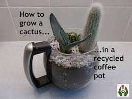 She gave me this cactus, said it's kinda like me it'll hurt you to hold it but it blooms every spring she said, i'm on my way back to new mexico was gonna scatter her ashes where the desert winds blow but i came up with a better plan i'm gonna keep 'em in the bottom of this coffee. The Green Fingered Blog How To Grow A Cactus In A Recycled Coffee Pot