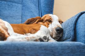 Wenn herrchen zur arbeit muss, sollte für den vierbeiner gesorgt sein. 7 Tipps Wie Es Gelingt Ihren Hund Allein Zu Lassen Ohne Bellen Rinti