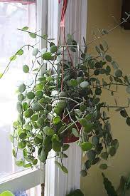 Xerosicyos Danguyi I Love This Plant Plants Planting Flowers Cool Plants